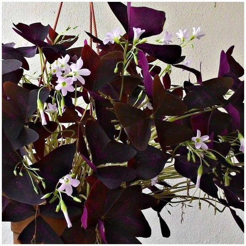 OXALIS TRIANGULARIS LA PIANTA BALLERINA O FARFALLA