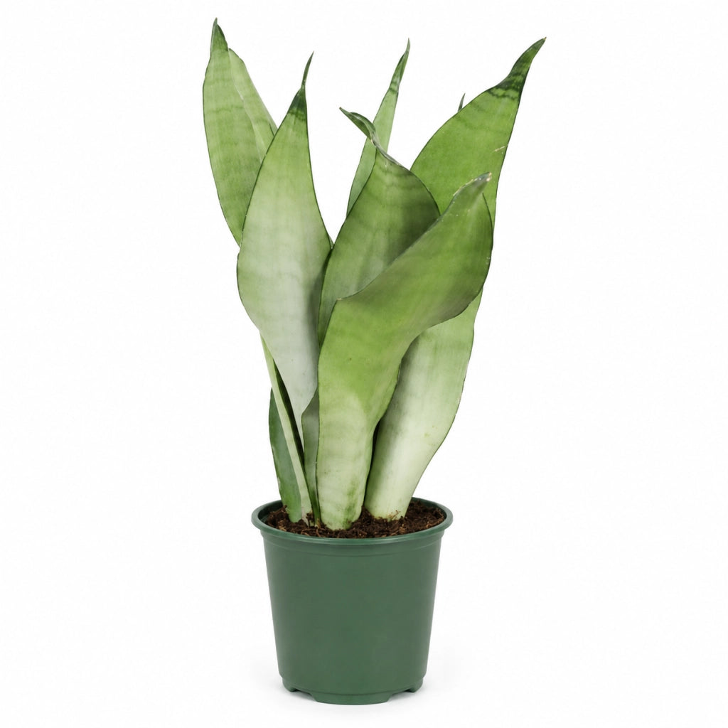 Gardenaria Sansevieria trifasciata 'Moonshine' - Pianta da interno ornamentale Altezza: 50 cm (vaso 14)