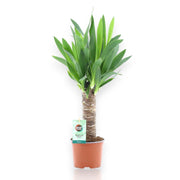 Gardenaria Yucca - Pianta da interno ornamentale Altezza: 80 cm (vaso 24)
