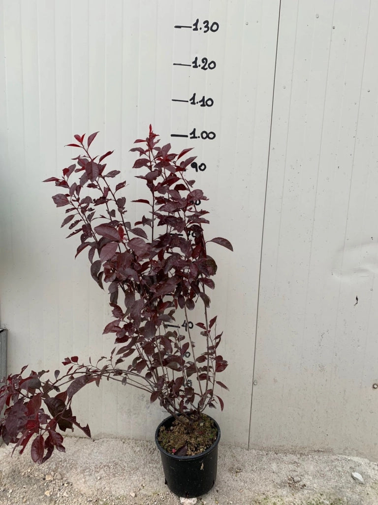 Pianta di Prunus × cistena vaso 18cm