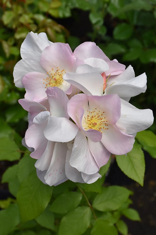 Rosa Sally Holmes: grandi fiori chiari e fioritura abbondante e luminosa