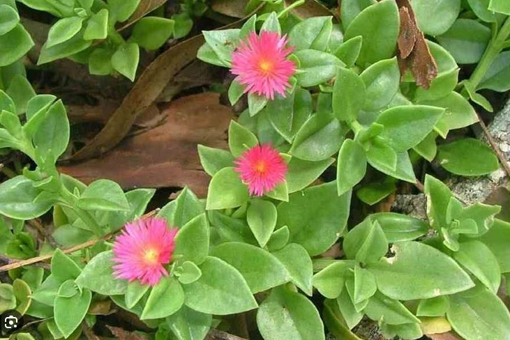 Aptenia cordifolia verde fiore rosa in basket 16cm foto reali piante grasse