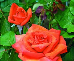 Rosa Barni Wildfire – Rosa Rifiorente dai Fiori Rosso Fuoco Intensi e Profumati