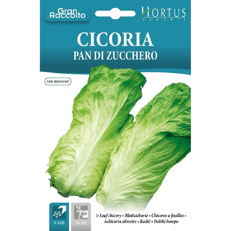 Cicoria Pan di zucchero Gran Raccolto