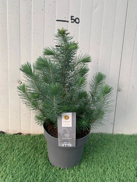 Pianta di Pinus Pinea Silver Crest Pino domestico h 45cm foto reali