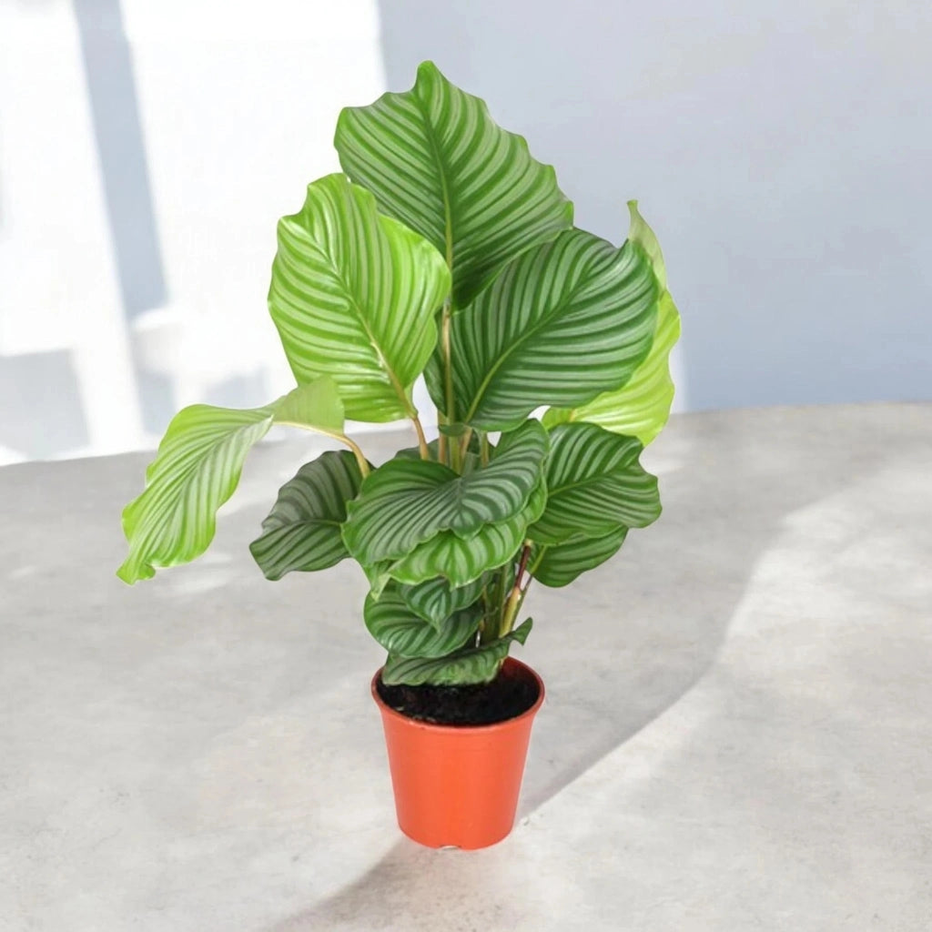 Gardenaria Calathea orbifolia - Pianta da interno ornamentale Altezza: 65 cm (vaso 19)