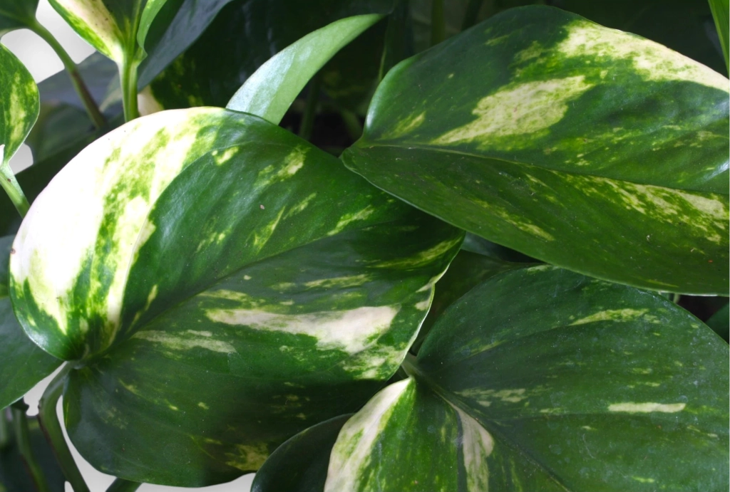 Gardenaria Epipremnum pinnatum 'Aureum' - pothos - Pianta da interno ornamentale Altezza: 35 cm (vaso 15)