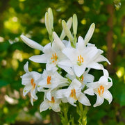 1 bulbi di LILIUM CANDIDUM  18/20