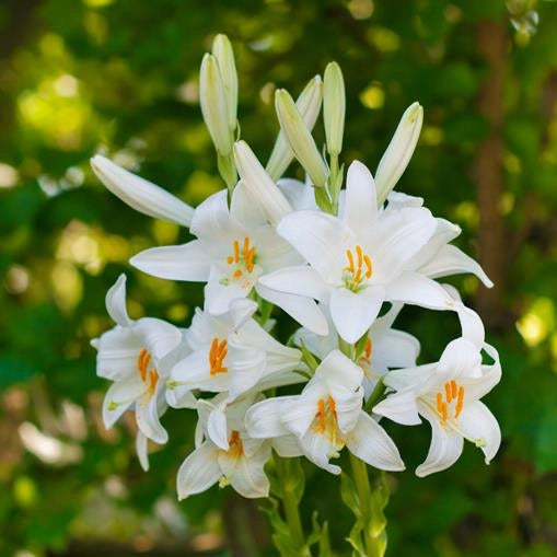 1 bulbi di LILIUM CANDIDUM  18/20