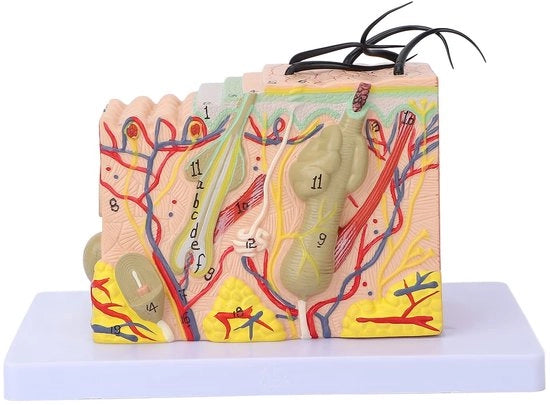 Modello Anatomico 35-volti di Amplificazione - 3D Modello di Pelle - Materiale PVC - Studio di Insegnamento - Duraturo e Leggero