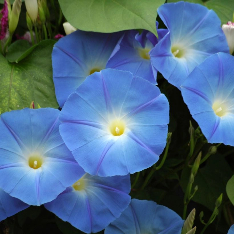 SEMI PER PRATO UNIVERSALE ipomea grandiflora blu- 10 pezzi  - SGARAVATTI