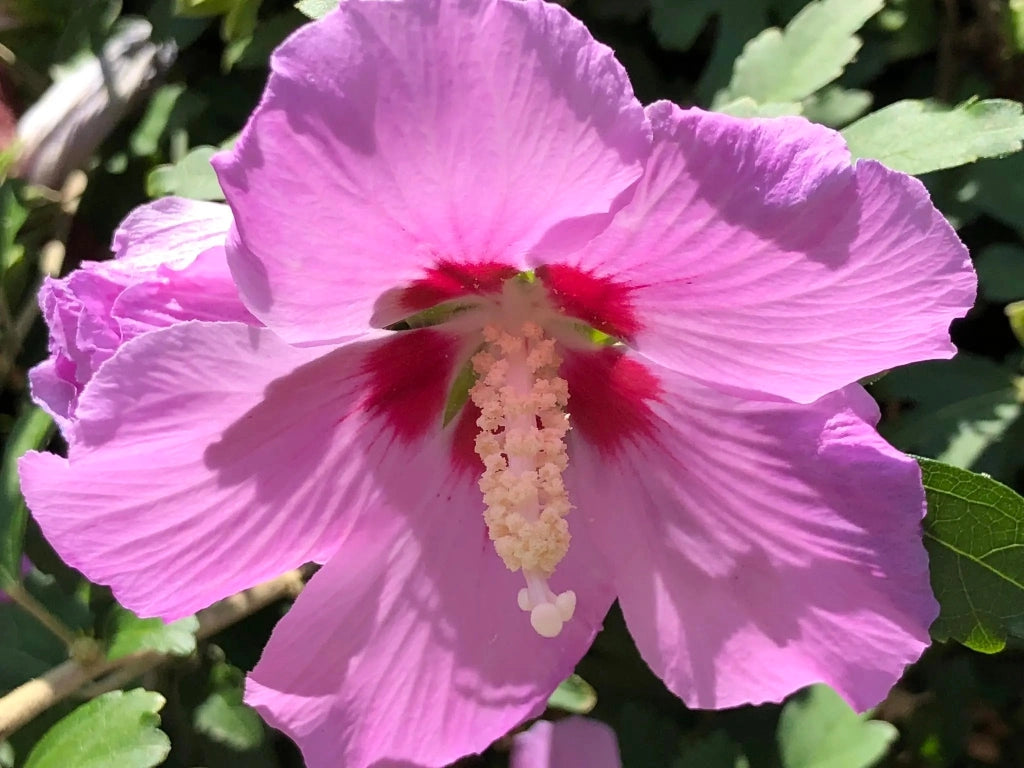 Gardenaria Ibisco - Hibiscus syriacus 'Eruption' - Arbusto ornamentale da giardino Altezza: 40/60 cm (vaso19)