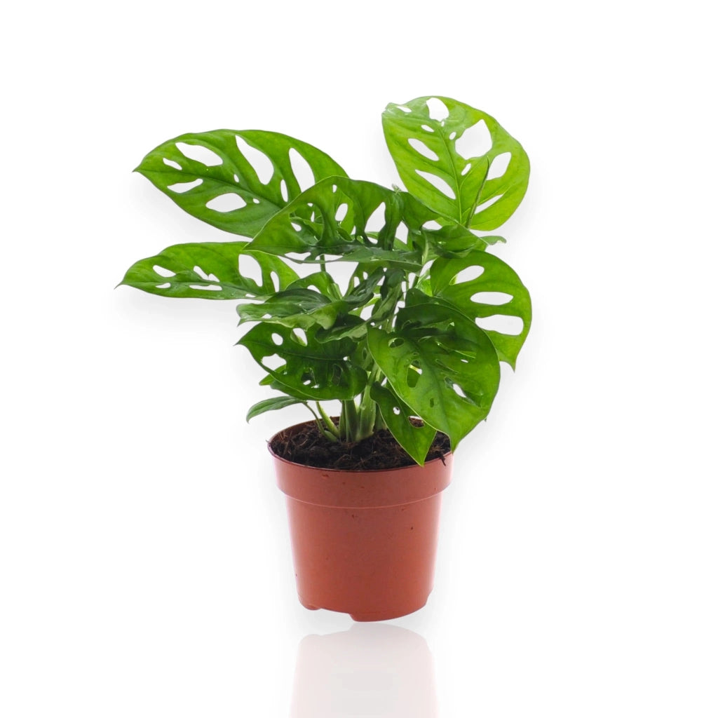 Gardenaria Monstera adansonii - Pianta da interno ornamentale Altezza: 35 cm (vaso 12)