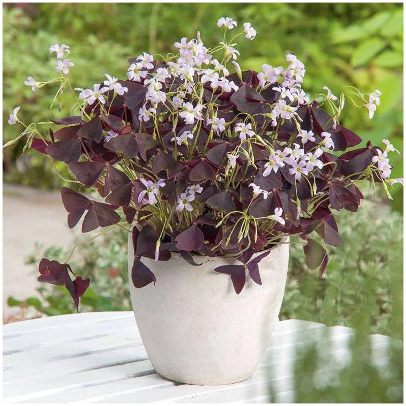 OXALIS TRIANGULARIS LA PIANTA BALLERINA O FARFALLA