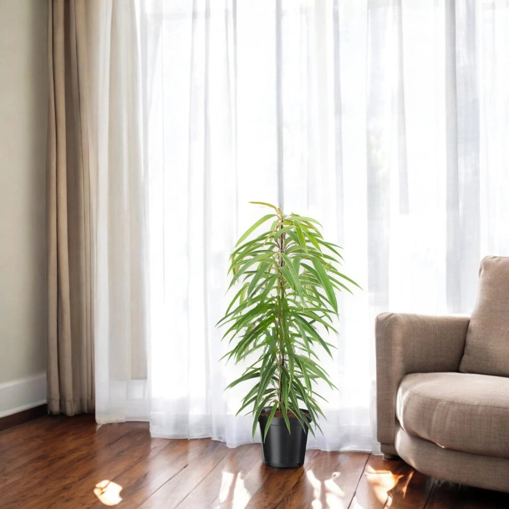 Gardenaria Ficus binnendijkii 'Alli' - Pianta da interno ornamentale Altezza: 100 cm (vaso 21)