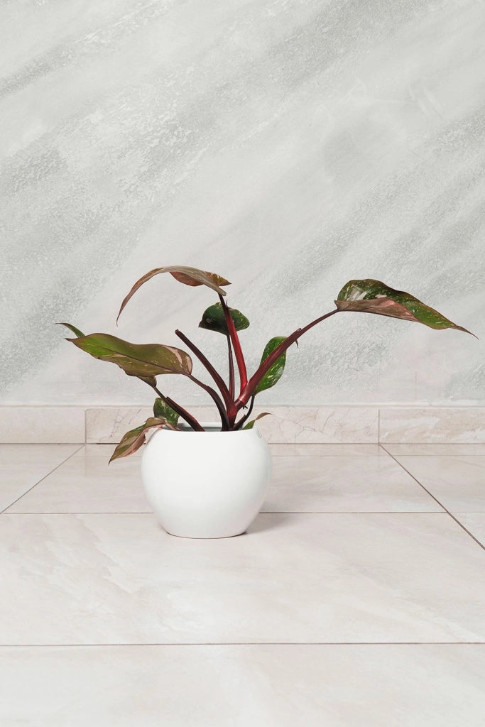 Philodendron Pink Princess pianta rara vaso 15cm H 45 cm
