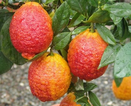 Pianta di Limone Rosso in vaso foto reali