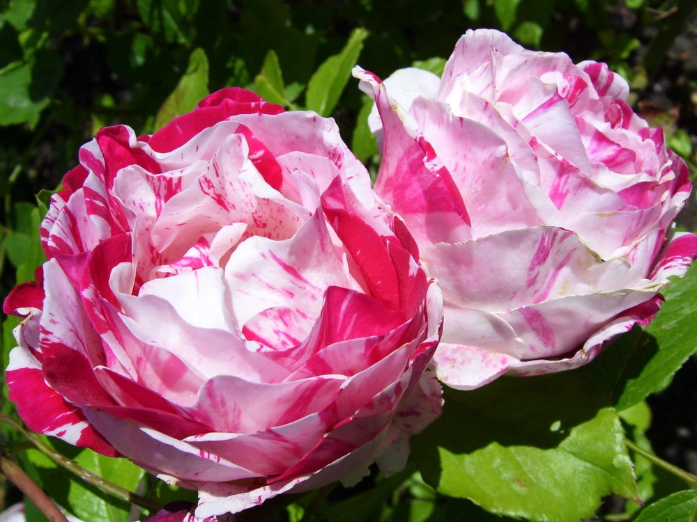 Rosa Scentimental: striature uniche e profumo intenso per giardini vivaci