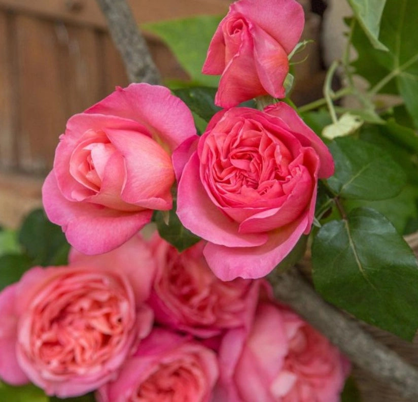 Rosa Mademoiselle MEILLAND ® Meinostair