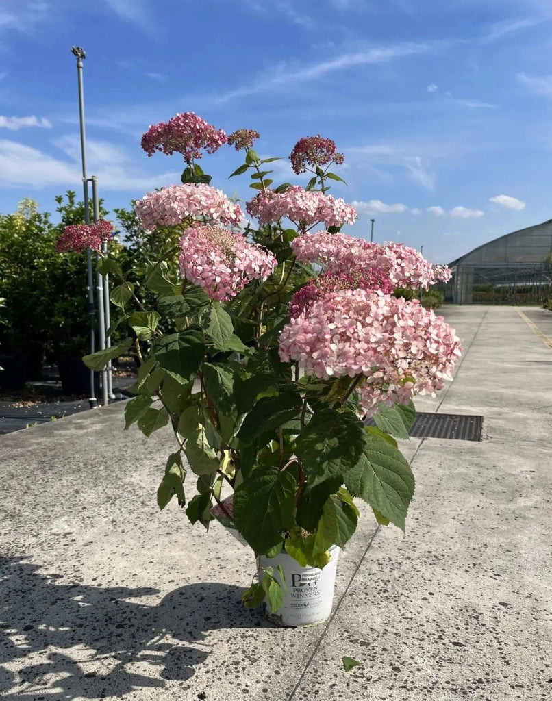 Gardenaria Ortensia - Hydrangea arborescens 'Pink Annabelle' - Pianta acidofila ornamentale da esterno Altezza: 30/40 cm (vaso18)