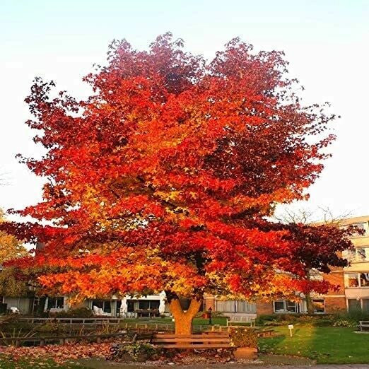 Liquidambar styraciflua – Vaso 24, Altezza 130 cm