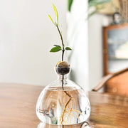 Vaso di Vetro per Avocadoboom, Vaso per Coltivazione di Avocadoboom, Vaso di Vetro per Fiori, Vaso di Vetro Idroponico per Decorazione di Fiori Tavolo da Pranzo Camera da Pranzo Tavolo da Salotto (Translucido)