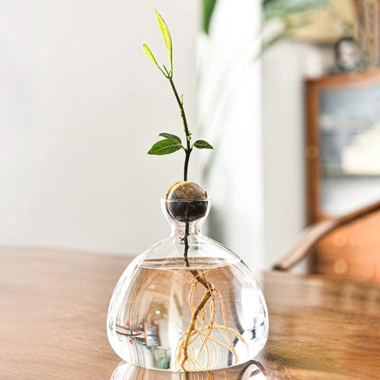 Vaso di Vetro per Avocadoboom, Vaso per Coltivazione di Avocadoboom, Vaso di Vetro per Fiori, Vaso di Vetro Idroponico per Decorazione di Fiori Tavolo da Pranzo Camera da Pranzo Tavolo da Salotto (Translucido)