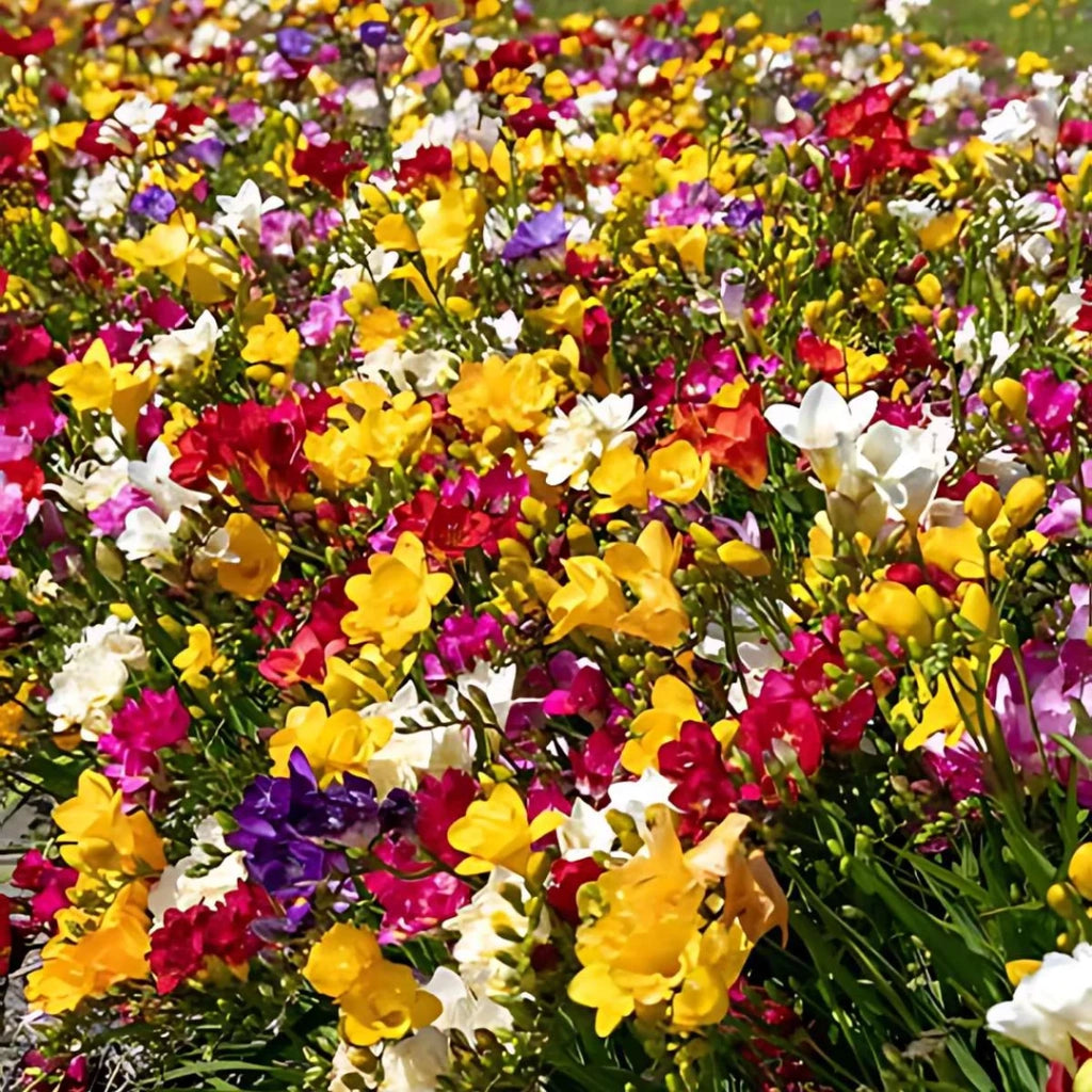 Bulbi di Fresia Doppia Assortito 5+ – Fiori profumati e colorati