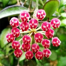 HOYA ROSITA (fiore di cera)