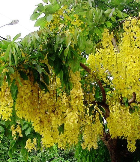 Pianta di cassia fistula foto reali h 100cm