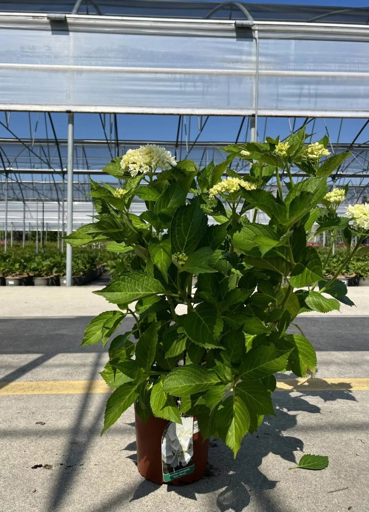 Gardenaria Ortensia - Hydrangea Macrophylla 'Souer Therese' - Pianta acidofila ornamentale da esterno Altezza: 40/50 cm (vaso19)
