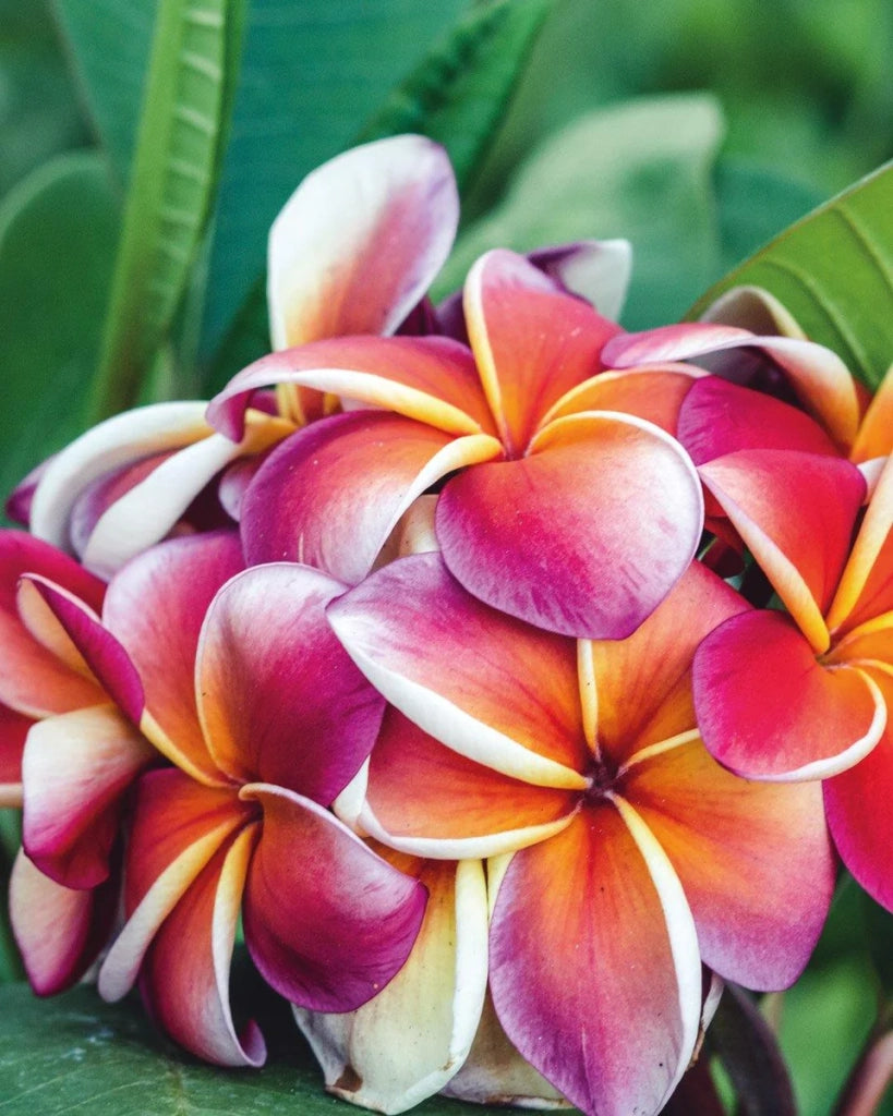 "Frangipani" Plumeria Gina vaso 20 cm H60 – Pianta tropicale ornamentale profumata