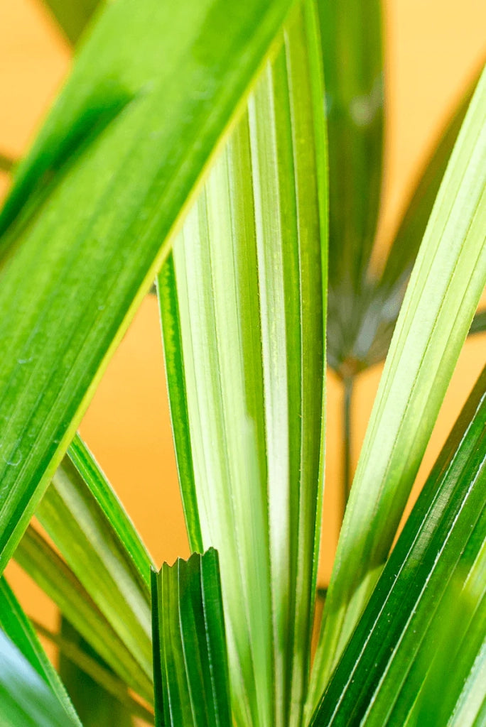 Rhapis excelsa – Palma Sempreverde Elegante Cespuglio 20