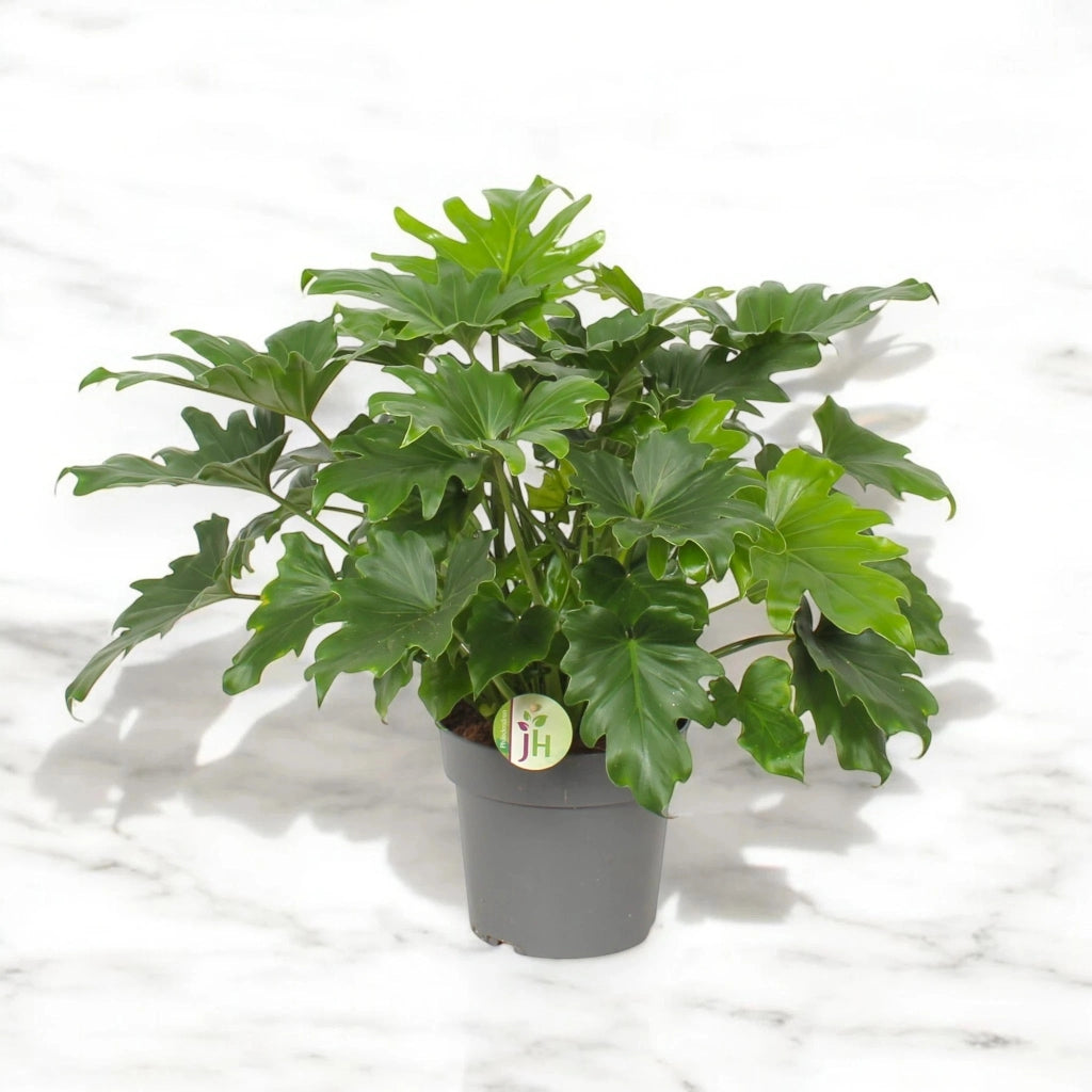 Gardenaria Philodendron bipinnatifidum 'Little Hope' - Pianta da interno ornamentale Altezza: 75 cm (vaso 19)