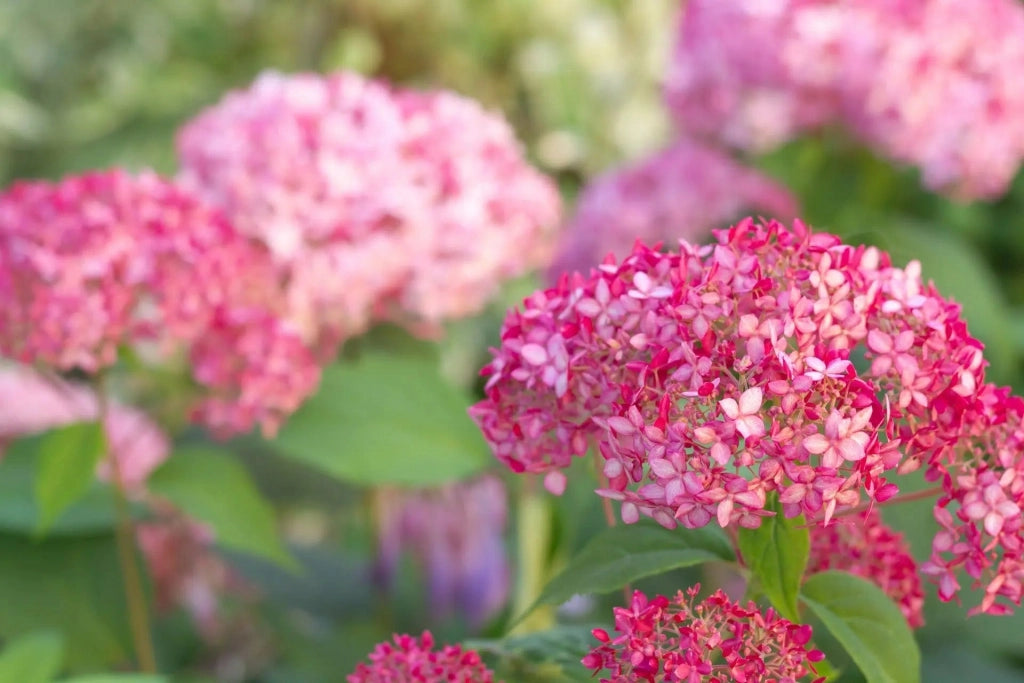 Gardenaria Ortensia - Hydrangea arborescens 'Pink Annabelle' - Pianta acidofila ornamentale da esterno Altezza: 30/40 cm (vaso18)