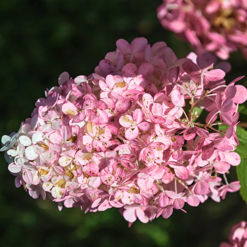 Gardenaria Ortensia - Hidrangea Paniculata 'Pink Lady' - Pianta acidofila ornamentale da esterno Altezza: 60/80 cm (vaso19)
