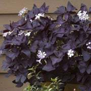 OXALIS TRIANGULARIS LA PIANTA BALLERINA O FARFALLA
