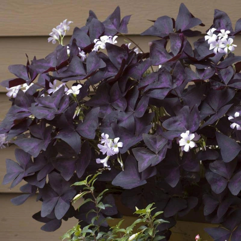 OXALIS TRIANGULARIS LA PIANTA BALLERINA O FARFALLA