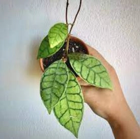 Hoya callistophylla "fiore di cera" vaso 8cm foto reali