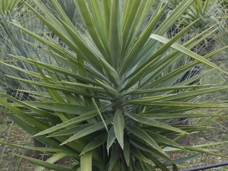 Gardenaria Yucca - Pianta da interno ornamentale Altezza: 180 cm (vaso 17)
