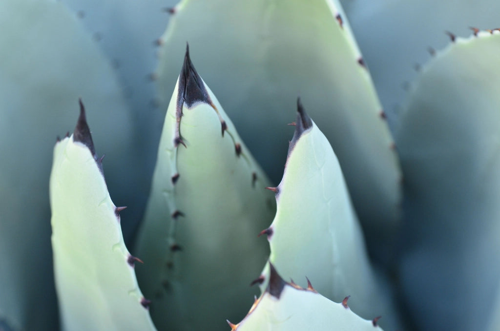 AGAVE DESMETTIANA VARIEGATA CIOTOLA 30