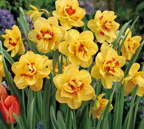 5 bulbi di NARCISI TAHITI 12/14