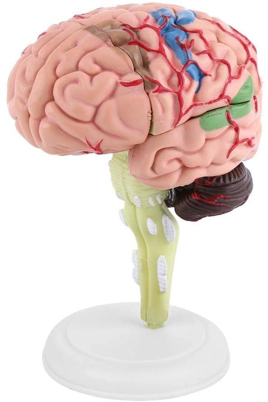 Modello di Cervello Demontabile - Modello Anatomico - Istruzione Medica - Cervello Umano - Prodotto di Alta Qualità - Perfezione nella Produzione