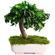 Bonsai Pitosforo stabilizzato h 25 cm