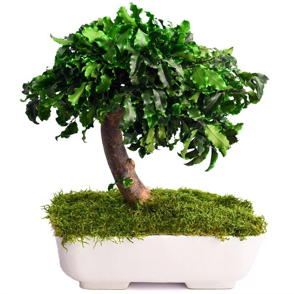 Bonsai Pitosforo stabilizzato h 25 cm