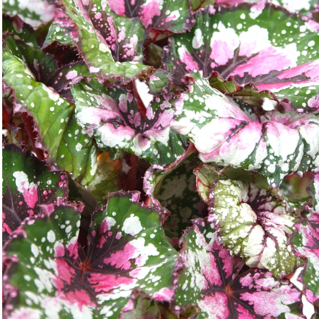 Gardenaria Begonia rex 'Alaska Creek' - Pianta da interno ornamentale Altezza: 32 cm (vaso 17)