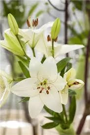 Bulbi di Lilium Asiatic White Bianco 14/16 – Fioritura elegante e pura