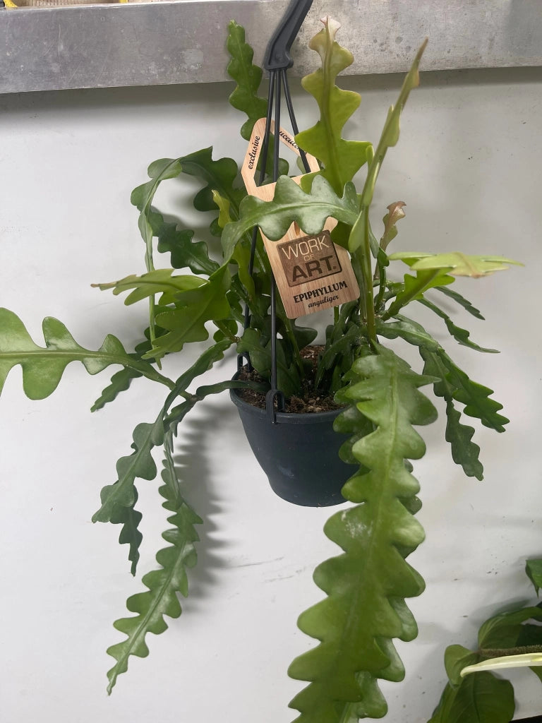 Epiphyllum anguliger Fishbone cactus foto reali vaso 12cm