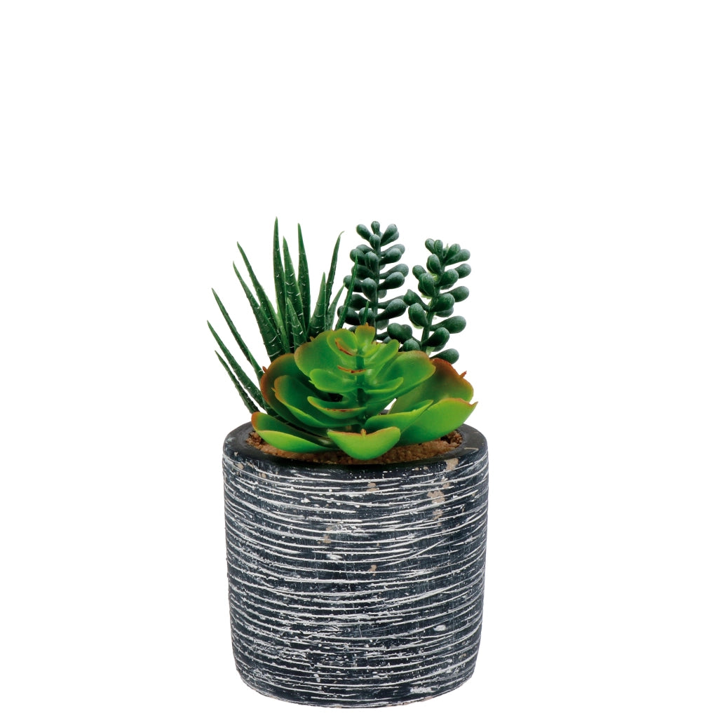 VASO CON PIANTE GRASSE D.8XH16CM IN 3 MODELLI