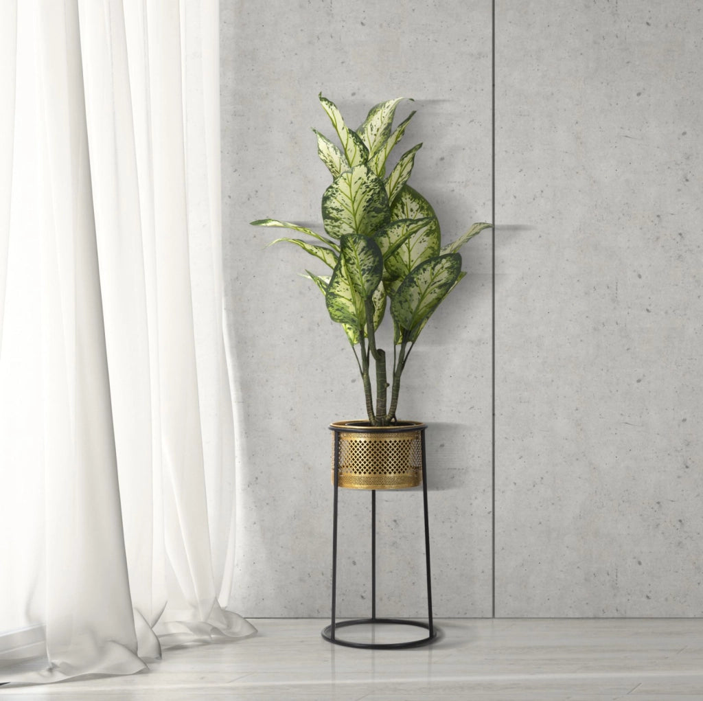 P/VASI SIMPLY CM � 25X50